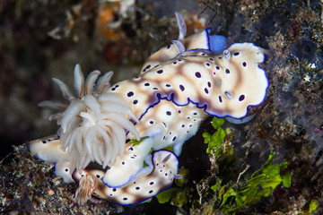 Mating Nudibranchs (Risbecia tryoni)