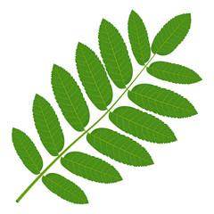 Naklejka na ściany i meble Green Rowan leaf vector illustration isolated on white background