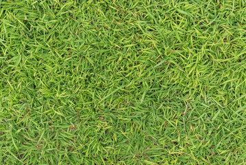 green grass texture background