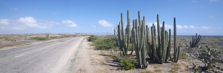 Cactuses Panorama