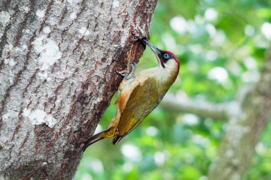 A male green woodpecker at the entrance of its nest in a hole in a tree