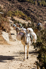 Mules carrying stuffs in Himalaya Region