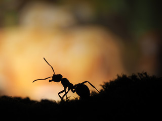 Silhouette of an ant on an orange background. Sunset. macro
