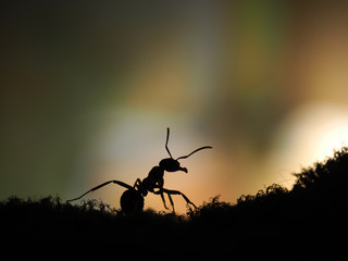 Silhouette of an ant on an orange background. Sunset. macro
