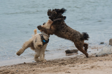 hunde spielen