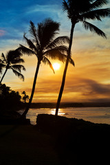 Sunset Palm Trees on Maui Hawaii