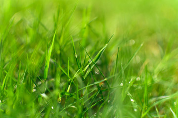 Green grass close up background with sunlight
