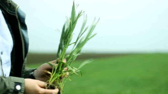Young green wheat in hand  agriculture field 
