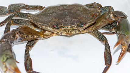 crab
