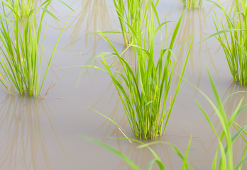 Rice seedling on rice field