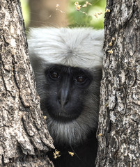Langur Monkey Hiding behind tree