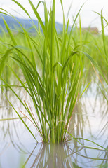 Obraz premium Rice seedling on rice field