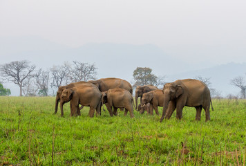 Fototapeta na wymiar group of elephants grazing in lush green grassland