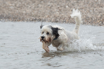 hund rennt ins wasser