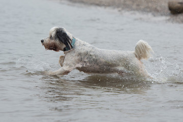 hund im wasser