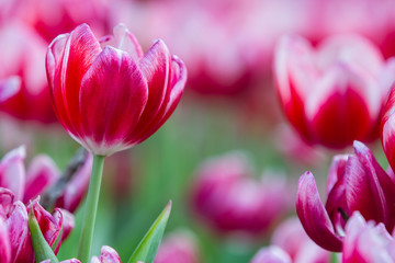 Obraz na płótnie Canvas Red tulips flower in the garden
