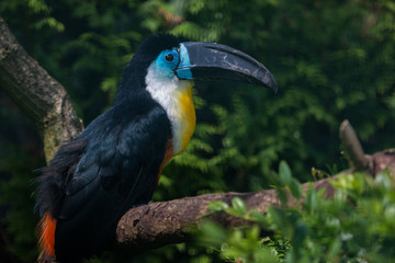 Channel-billed toucan