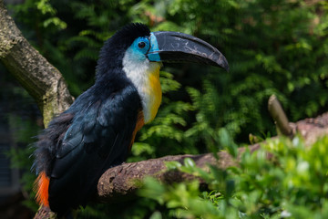 Channel-billed toucan