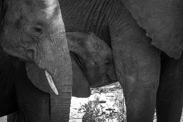 Baby Elephant sucking in black and white.