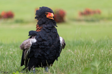 Bateleur