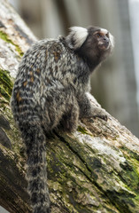 Common Marmoset.