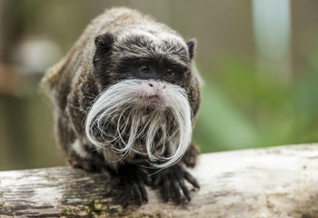 Naklejka premium Emperor Tamarin