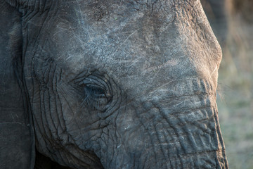 Obraz premium Close up of an Elephant eye in the Kruger National Park.