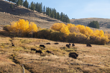Bison herd in Autumn