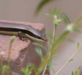 Macro of chameleon or lizard in garden. Beautiful and elegant Reptile.