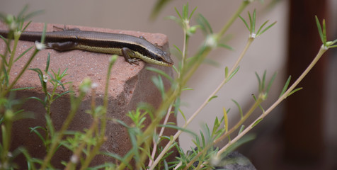 Macro of chameleon or lizard in garden. Beautiful and elegant Reptile.