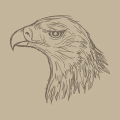 vector line drawings of wild animal Eagle