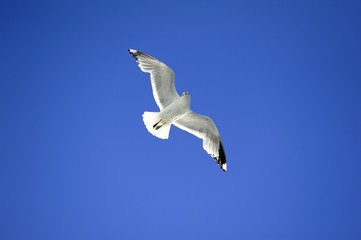 Seagull Soaring High
