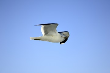 Seagull Soaring High