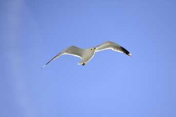 Seagull Soaring High