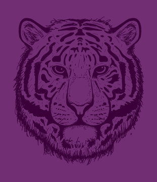 Tiger sketch line