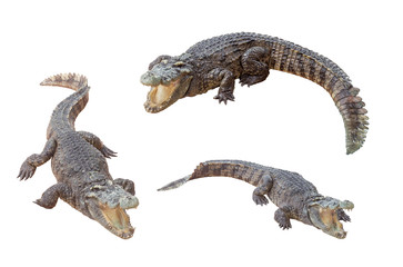 crocodiles isolated on white background