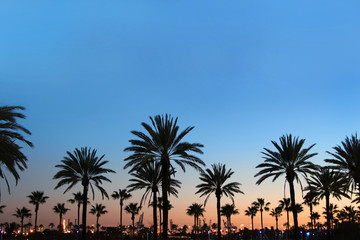 Fototapeta na wymiar Sunset on palm tree boulevard