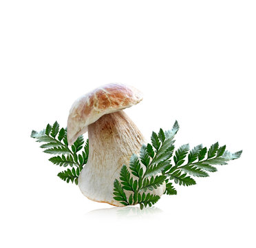 autumn boletus mushrooms isolated on white background