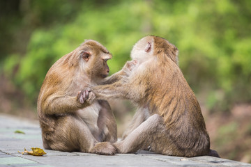 A brown monkey checking for fleas and ticks in the female
