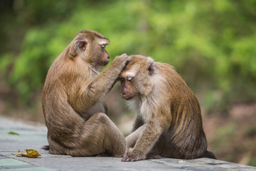 A brown monkey checking for fleas and ticks in the female