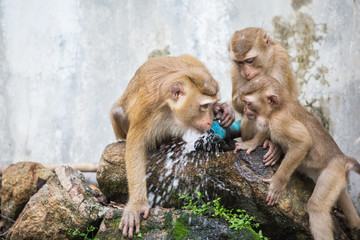 Naklejka premium Monkey drinking water from blue pipe