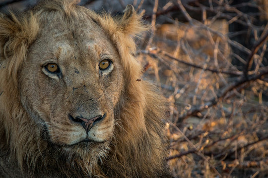 A male Lion starring in the Kruger National Park.