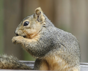 Red Squirrel Eating