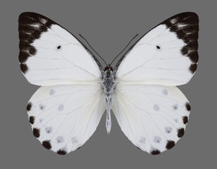 Butterfly Belenois calypso (Calypso Caper White) on a gray background