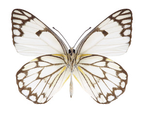 Butterfly Anaphaeis aurota (male) (underside) on a white background
