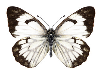 Butterfly Anaphaeis aurota (female) on a white background