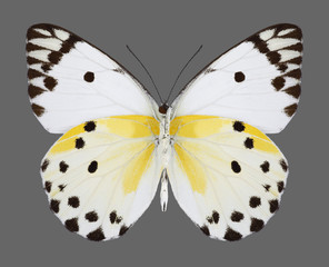 Butterfly Belenois calypso (Calypso Caper White) (underside) on a gray background
