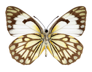 Butterfly Anaphaeis aurota (female) (underside) on a white background