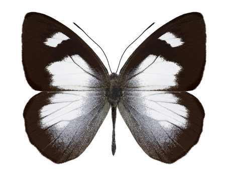 Butterfly Leptophobia penthica on a white background