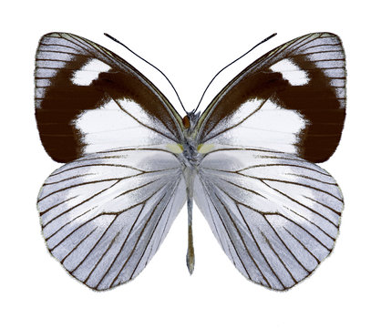 Butterfly Leptophobia penthica (underside) on a white background